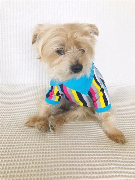 MAVİ GÖKKUŞAĞI Polo Yaka Tişört Summer T Köpek Kıyafeti,Elbisesi - 7