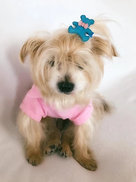 TOKA by Kemique TEDDY Serisi  SARI - 6