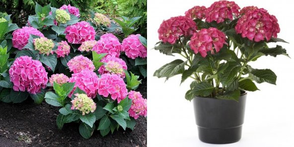 2Lİ PAKET 1 PEMBE-1 KIRMIZI ORTANCA