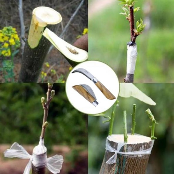 10 Adet Bayram Aşı Bıçağı Ahşap Saplı Bağ Budama Bıçağı Paslanmaz Ceviz Aşı Ekipmanı 22Cm No:3 - 6