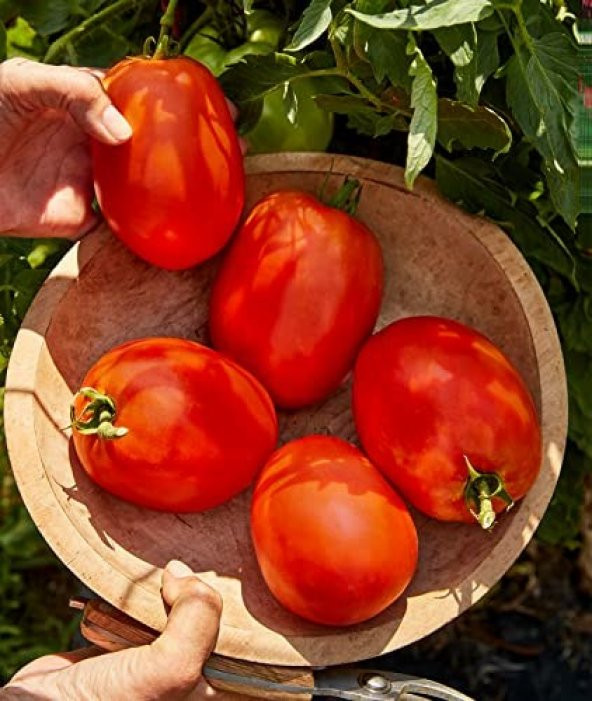 İtalyan Rio Grande Domates Tohumu ürün görseli 1