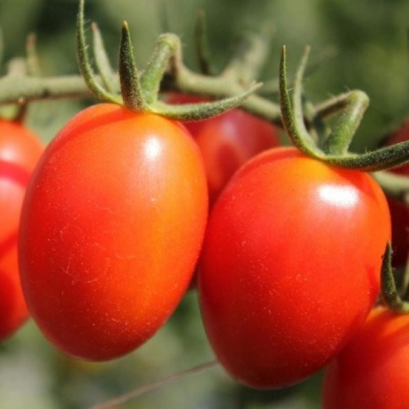 İtalyan Rio Grande Domates Tohumu - Resim 3