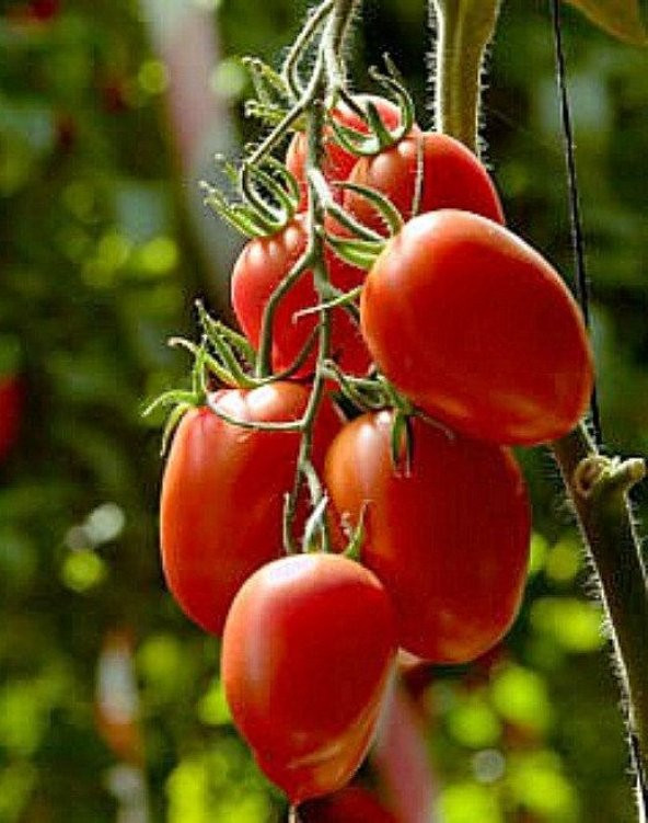 İtalyan Rio Grande Domates Tohumu - Resim 4