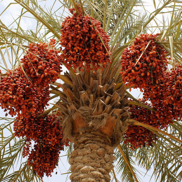Arabistan Hurması (Arabia date palm) Tohumu 3 Adet