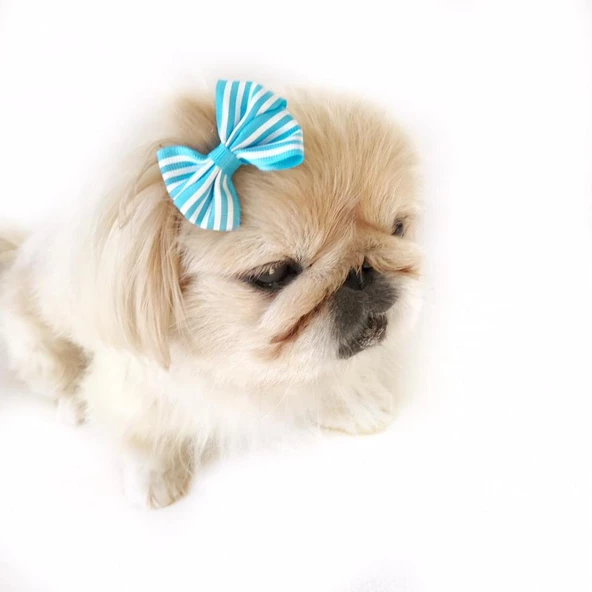 TOKA by Kemique  Stripe Serisi MAVİ Köpek Tokası - 5