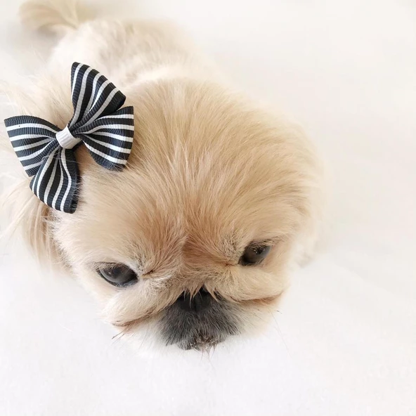 TOKA by Kemique  Stripe Serisi MAVİ Köpek Tokası - 7