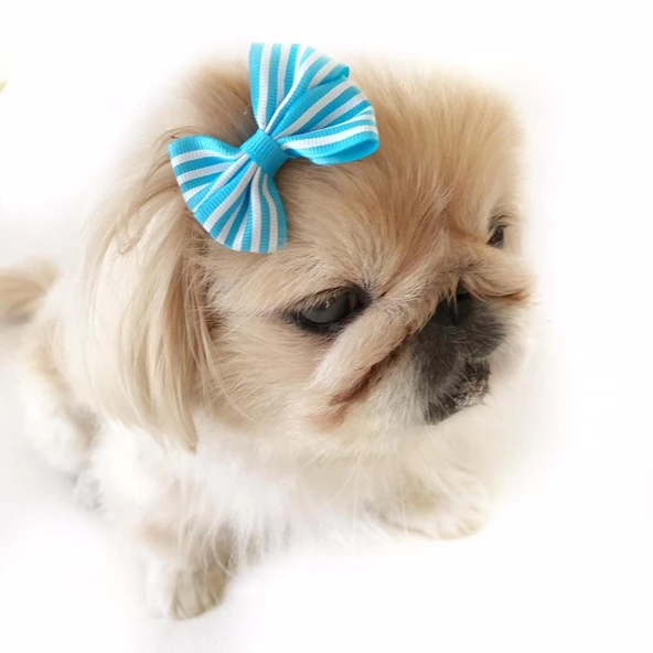 TOKA by Kemique  Stripe Serisi  PEMBE Köpek Tokası - 6