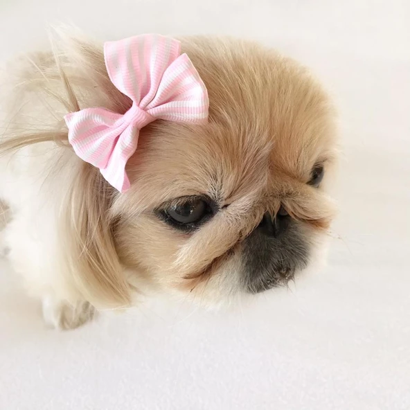 TOKA by Kemique  Stripe Serisi  PEMBE Köpek Tokası - 4