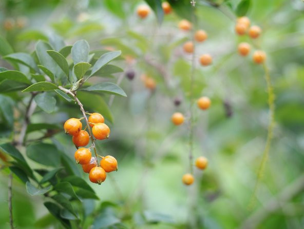 Altın çilek golden berry 20 tohum BAHÇEVİLYA