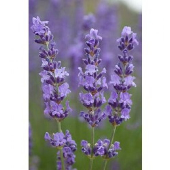 Lavanta (Lavandula Angustifolia)20 Adet Tohum İKİ PAKET