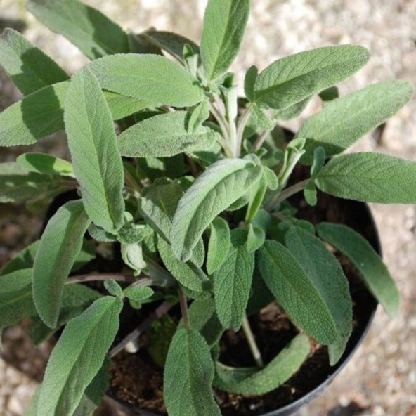 Adaçayı ( Salvia  officinalis ) 50 Adet Tohum