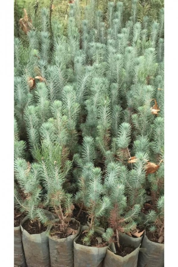 Fıstık Çamı Fidanı 5 Adet Pinus Pinea 15-20 cm