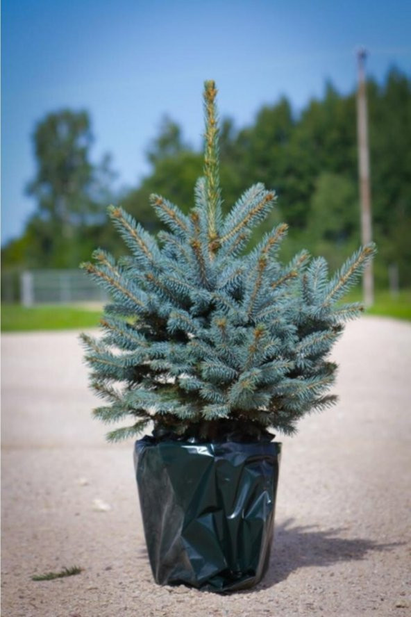 Mavi Ladin Fidanı 40-60 Cm Picea Pungens