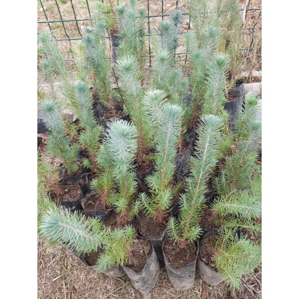 Fıstık Çamı Fidanı Pinus Pinea 20-30 cm BAHÇEVİLYA