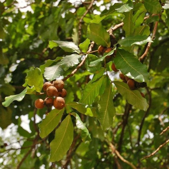 Sabun ağacı Bıttım ağacı