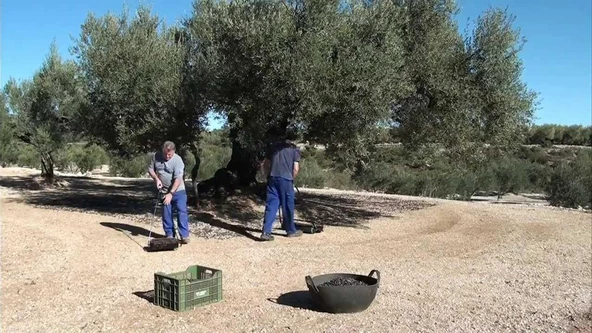 Felipe Borras Zeytin Toplama Makinası 35 cm - 3