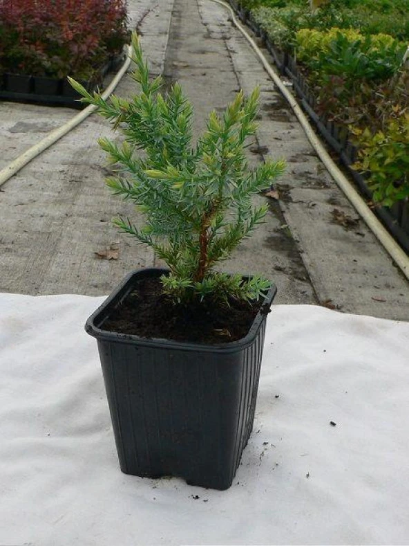 Kokulu Ardıç Fidanı 10-30 Cm Juniperus Foetidissima