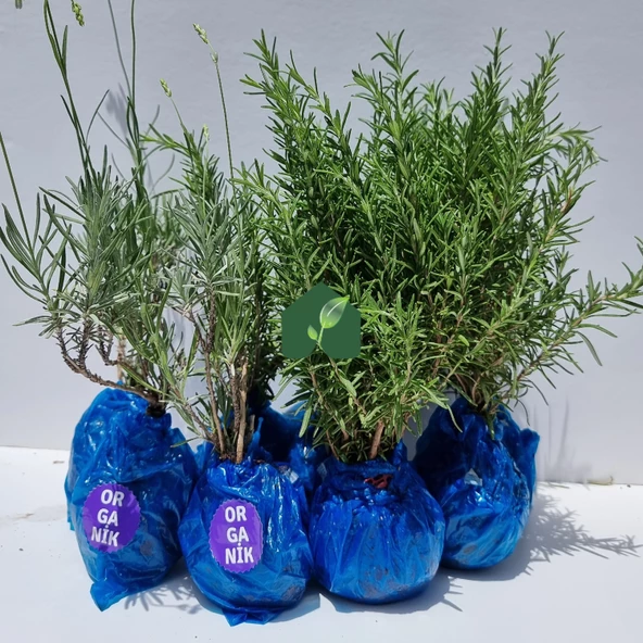 Organik Biberiye (6 Adet) ve Organik Lavanta Fidesi (6 Adet) - 2