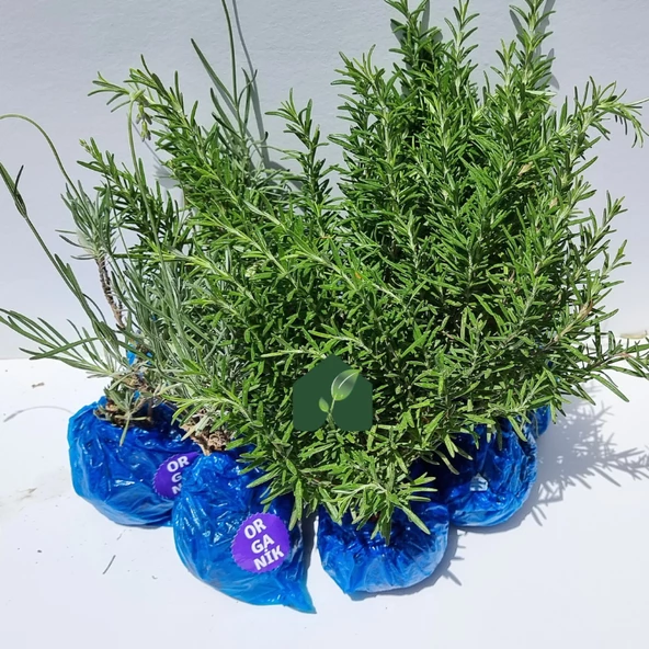 Organik Biberiye (6 Adet) ve Organik Lavanta Fidesi (6 Adet)