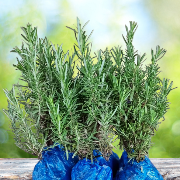 Organik Biberiye fidesi (6 Adet)