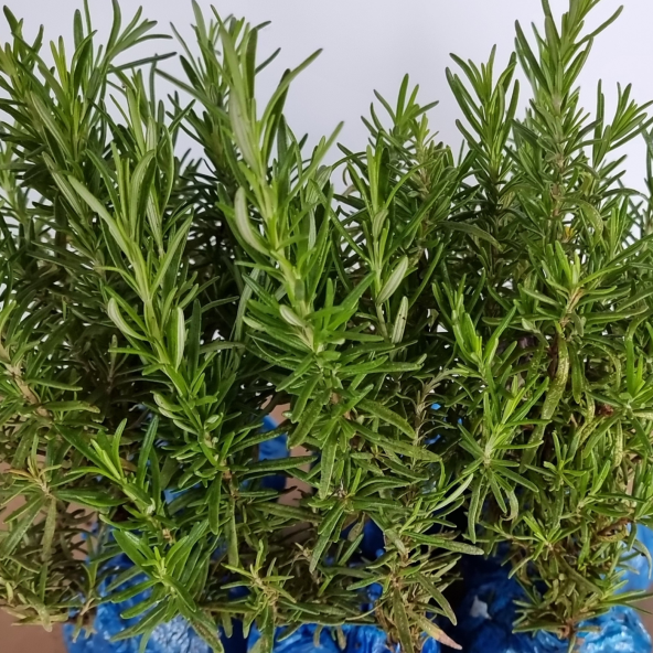 Organik Biberiye fidesi (6 Adet) - 2