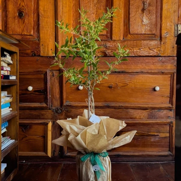 EGET Organik Arbequina Zeytin Fidanı