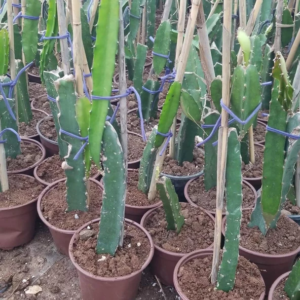 Saksıda Bodur Pitaya Pakedi (Beyaz-Sarı-Kırmızı) - Resim 2