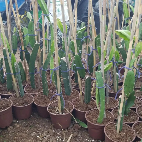 Saksıda Bodur Pitaya Pakedi (Beyaz-Sarı-Kırmızı) - Resim 3