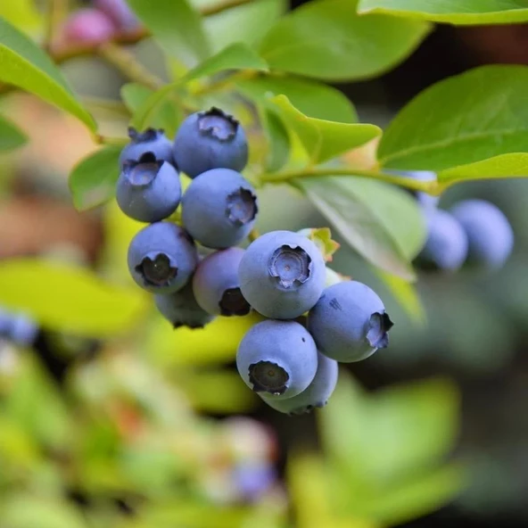 DARROW Cinsi Yaban Mersini Blueberry Fidanı, Tüplü - 2