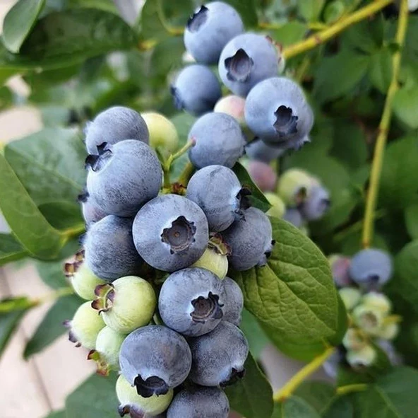 Meyve Verme Durumunda DARROW Cinsi Yaban Mersini Blueberry Fidanı, Tüplü ürün görseli