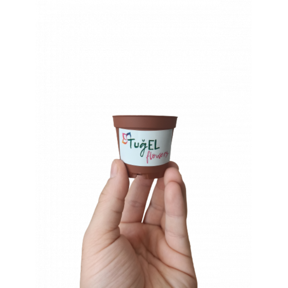 TUĞEL FLOWERS 20 ADET KAKTÜS&SUKULENT ÜRETİM SAKSISI 1.KALİTE (MİNİ BOY-5.5 CM) - Resim 2