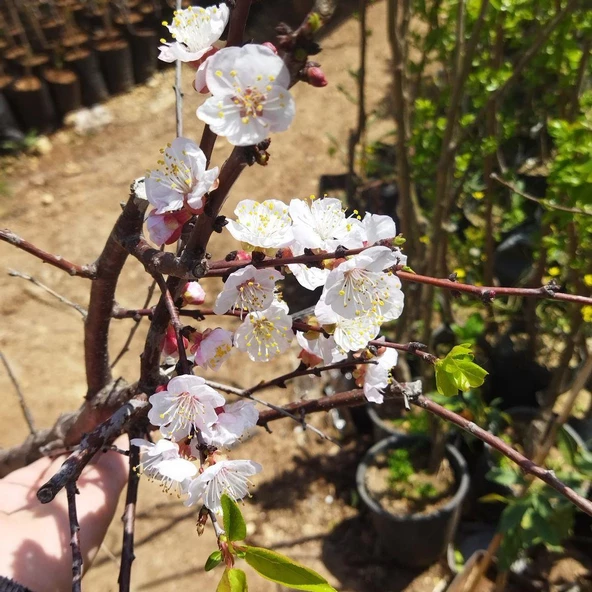7 Yaş Orange Ruby Kayısı Fidanı (Meyve Verir Durumda) - 2