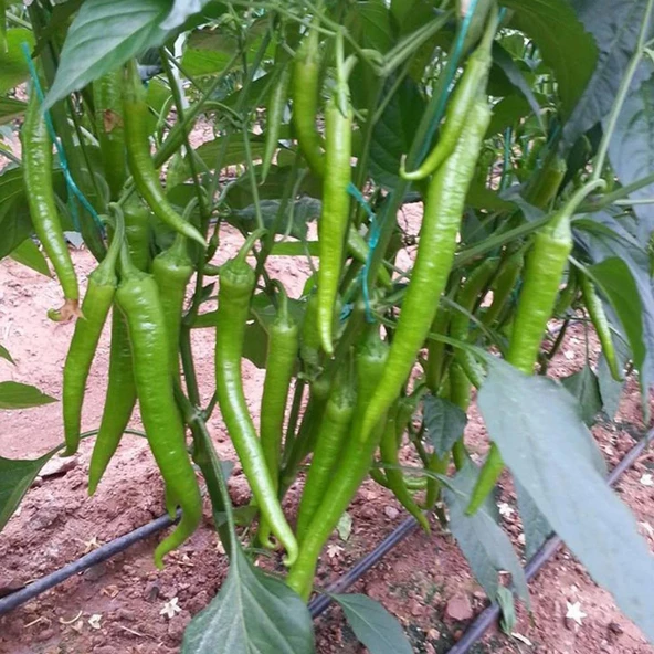 5 Adet Şölen F1 Tatlı Sivri Biber Fidesi ürün görseli