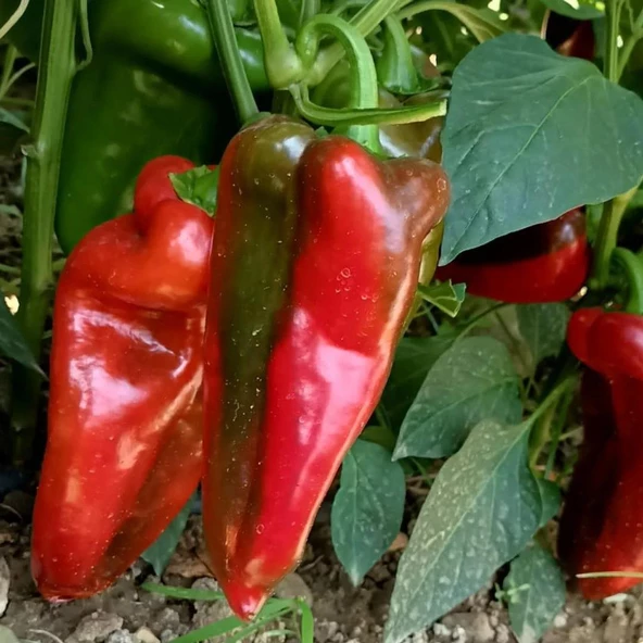 5 Adet Slonovo Uvo Fil Kulağı Kapya Biber Fidesi ürün görseli