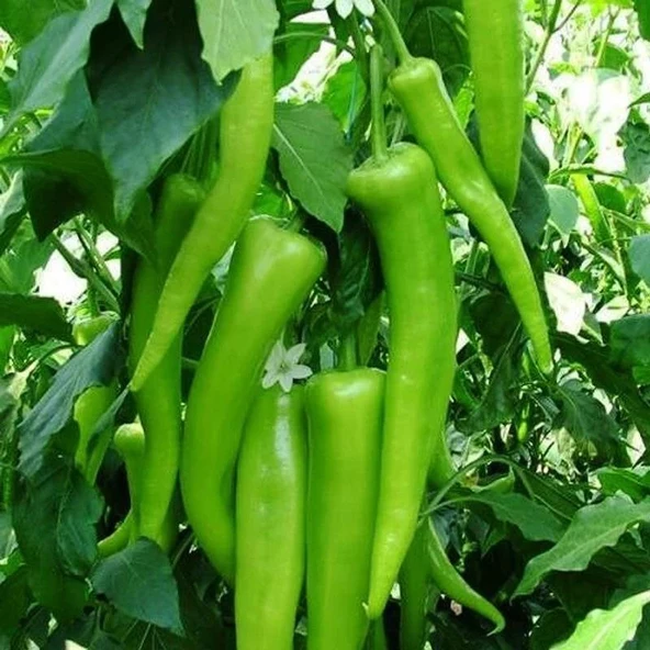 5 Adet Yıldız F1 Çarliston Biber Fidesi ürün görseli 1