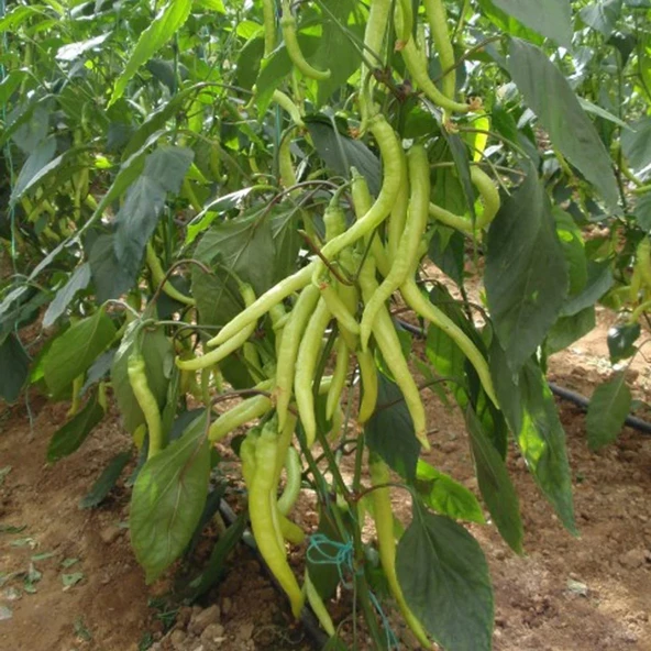 5 Adet Sarışın F1 Çorbacı Tatlı Sarı Biber Fİdesi ürün görseli 1