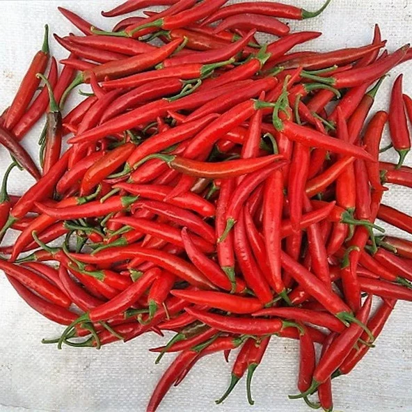 5 Adet Şili Biber Fidesi ürün görseli