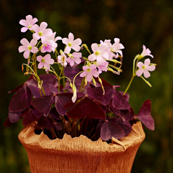 EGET Saksıda Uykuçiçeği / Süsyoncası ( Oxalis Triangularis)