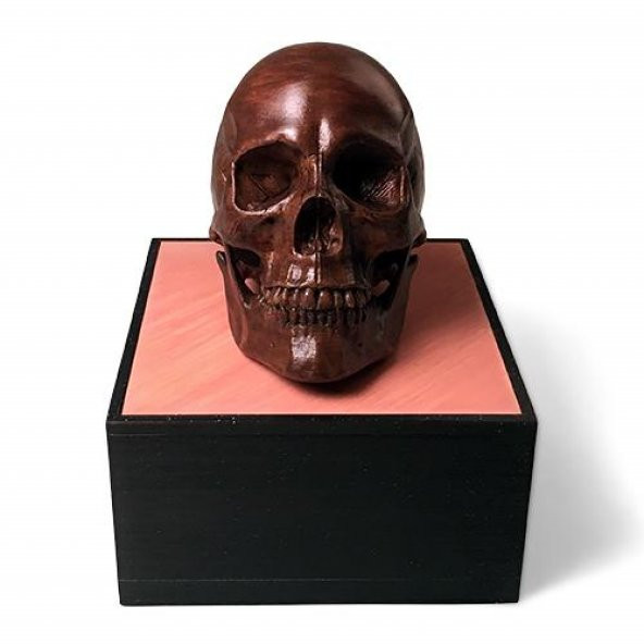 Anatomik İnsan Erkek Kafatası (11/7/2020 Güncellendi) Plastik Aparat - 1