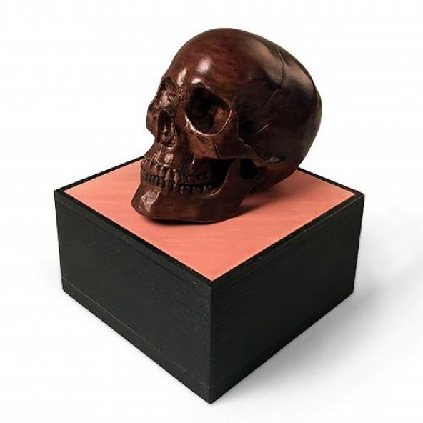 Anatomik İnsan Erkek Kafatası (11/7/2020 Güncellendi) Plastik Aparat - 2