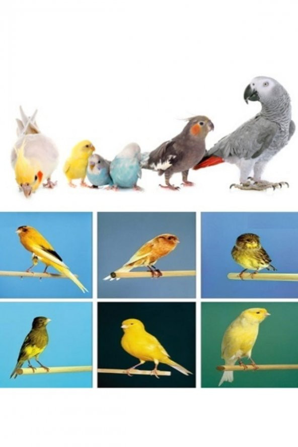 Keten Tohumu - Kuş Yemi- 1 Kilogram - 2