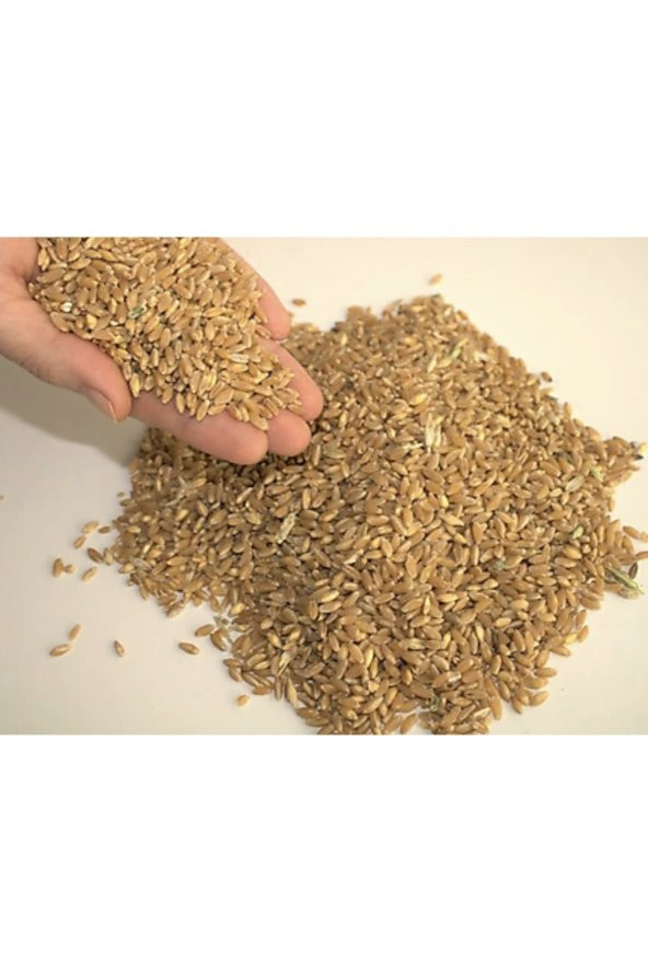 YEMLİK TEMİZ ELENMİŞ 25 KG BUĞDAY - Resim 2