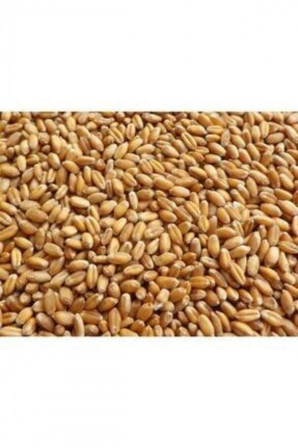 Yemlik ELENMİŞ  Buğday, Tavuk Yemi ( ) 25kg