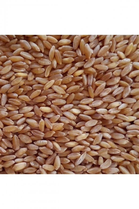 10 Kg Yemlik Buğday Tane Buğday Güvercin Yemi Kuş Yemi Tavuk Yemi - 2