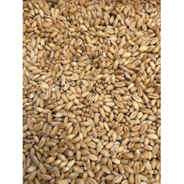 ÇAVGALAR TAVUK  VE KUŞ İÇİN ELENMİŞ YEMLİK BUĞDAY 5 KG - 2
