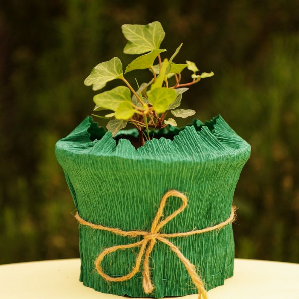 EGET Duvar sarmaşığı (Hedera helix)