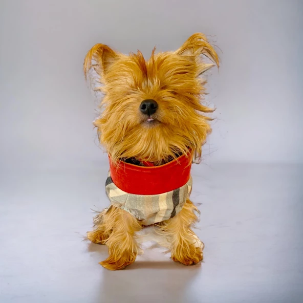 Stripe Orange Su itici Köpek Yağmurluğu - Resim 2