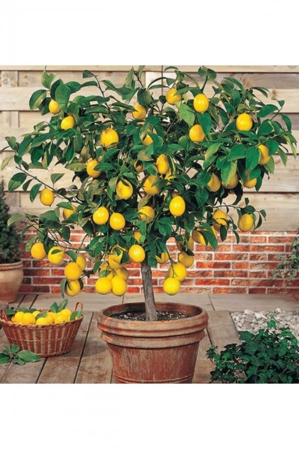 Limon Fidanı Aşılı Yediveren Mayer Limon Ağacı Fidanı Tüplü 3 Yaş 140 Ila 170 cm