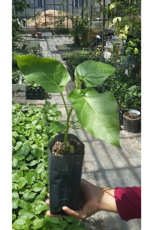 Tamarillo ( Ağaç Domatesi ) 1 yaş - 2