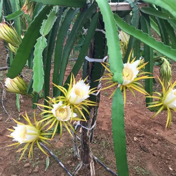 6 Adet Köklü Pitaya Fidesi Seti (Açık Kök) - Resim 2